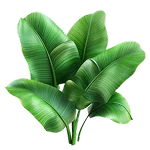 Banaba Leaf Extract & Corosolic Acid