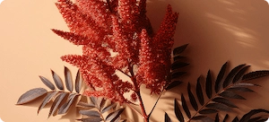 Sumac Extract